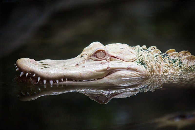 Alligator