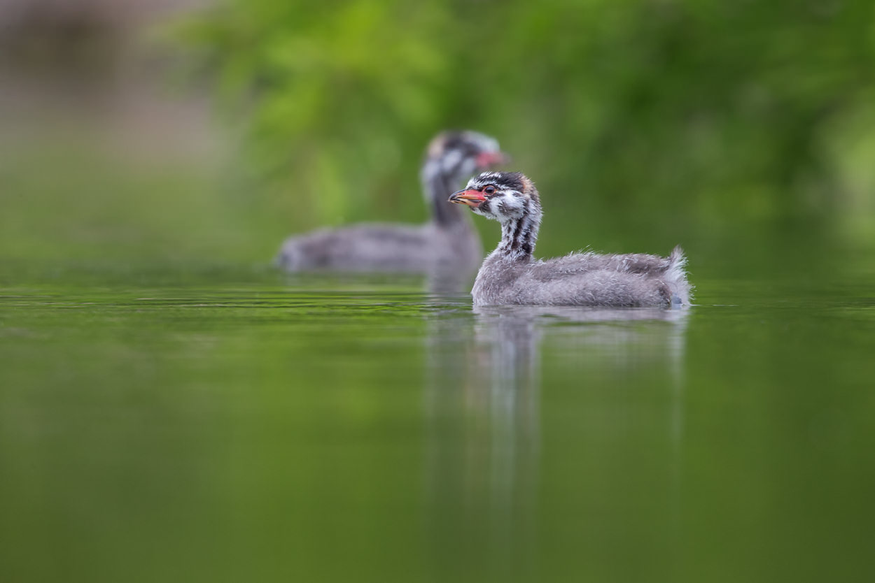 Pied-billed Grebe