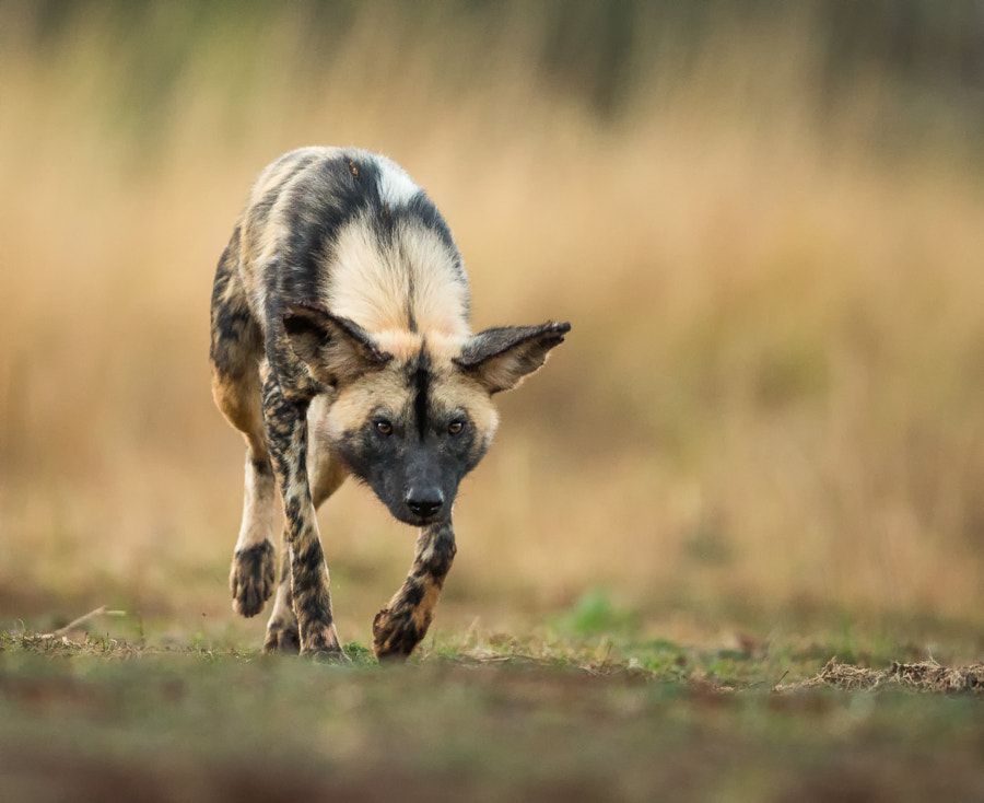 Slow hunt by Jaco Marx on 500px.com