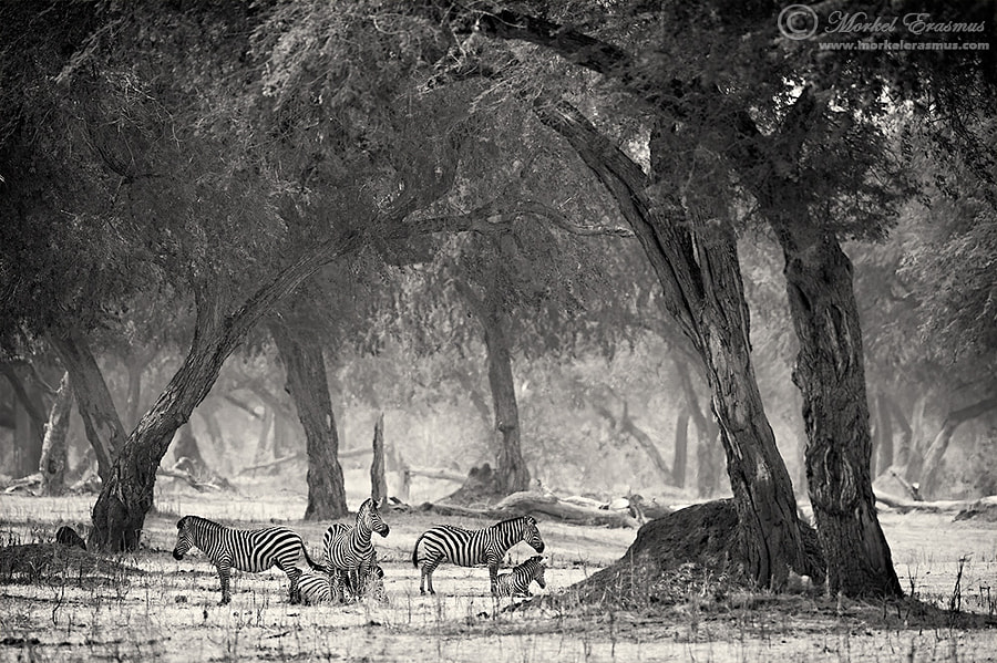 Stripes among the Trees by Morkel Erasmus on 500px.com