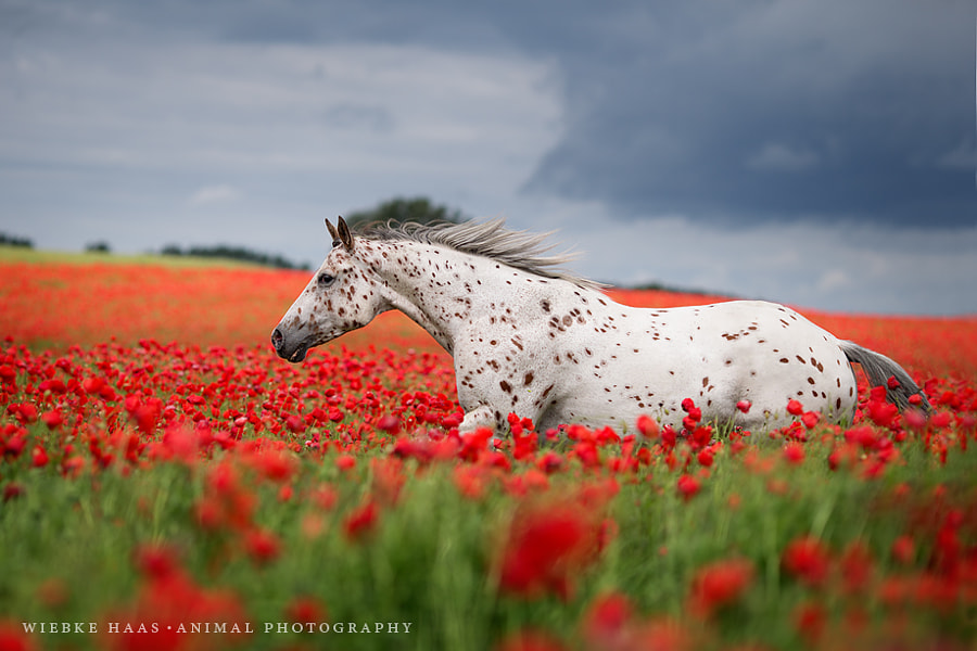 Thunder Is My Name by Wiebke Haas on 500px.com