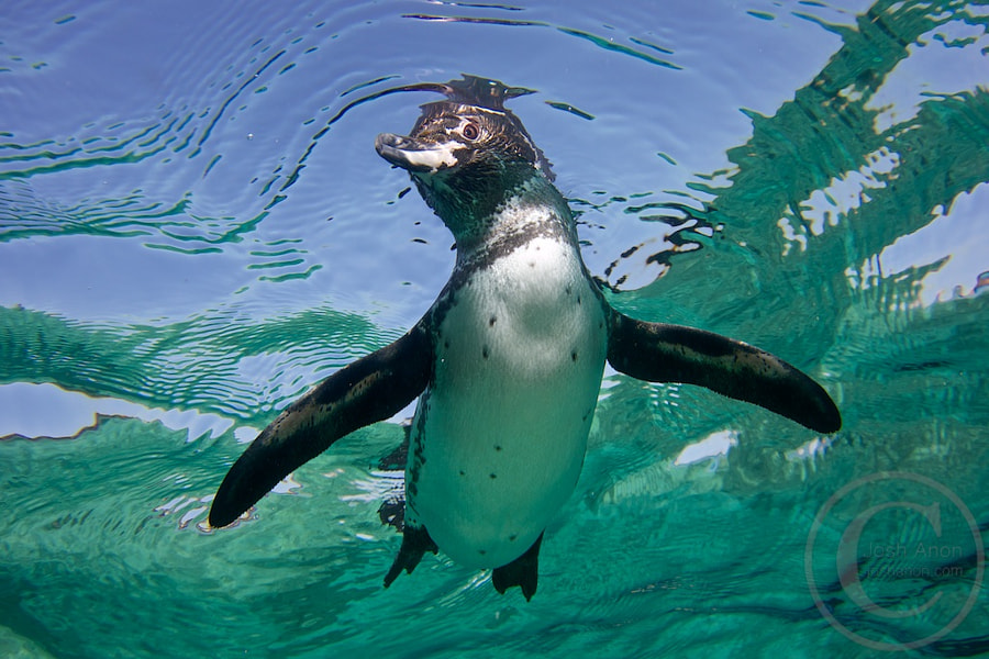 Swimming Penguin by Josh Anon on 500px.com