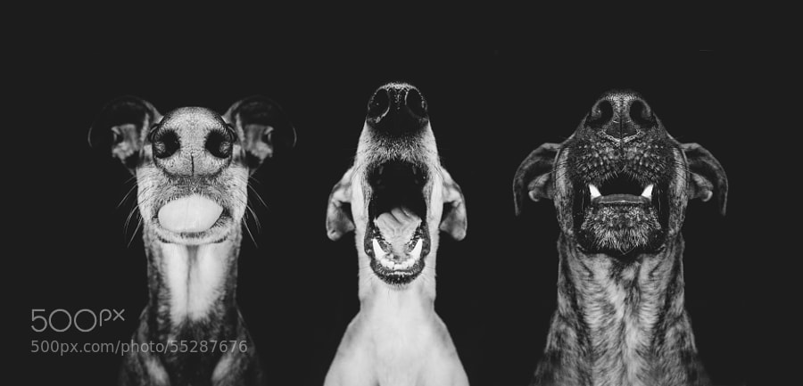 Photograph Nice nosing you by Elke Vogelsang on 500px