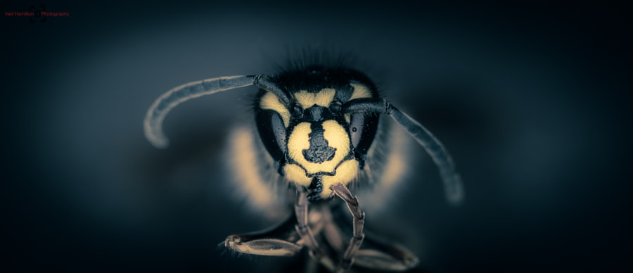 No.175 - Wasp (Alive) by Neil Hamilton on 500px.com