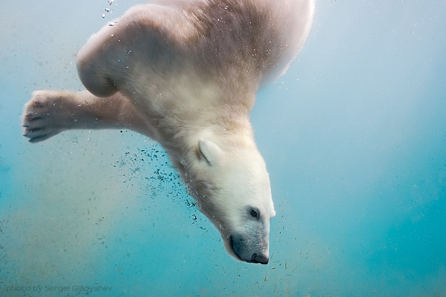 Bear-seal by sergei gladyshev on 500px.com