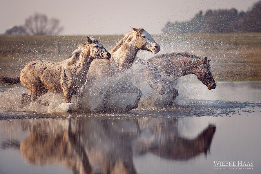 First Day Of Spring by Wiebke Haas on 500px.com