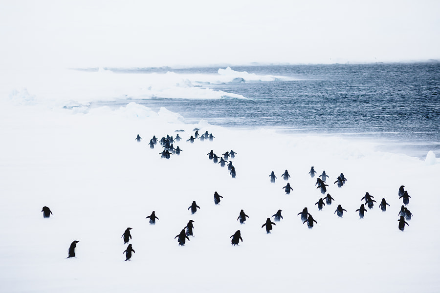 Blizzard, East Antarctica by Andrew Peacock on 500px.com