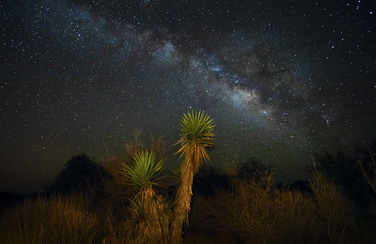 cactus painted with light while exposing the milky way behind