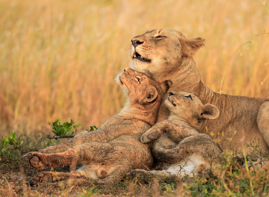 A Proud Mother by Jaco Marx on 500px.com