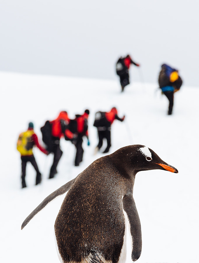 Gentoo Penguin by Andrew Peacock on 500px.com