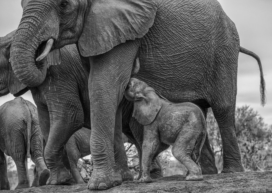 Motherhood by Jaco Marx on 500px.com