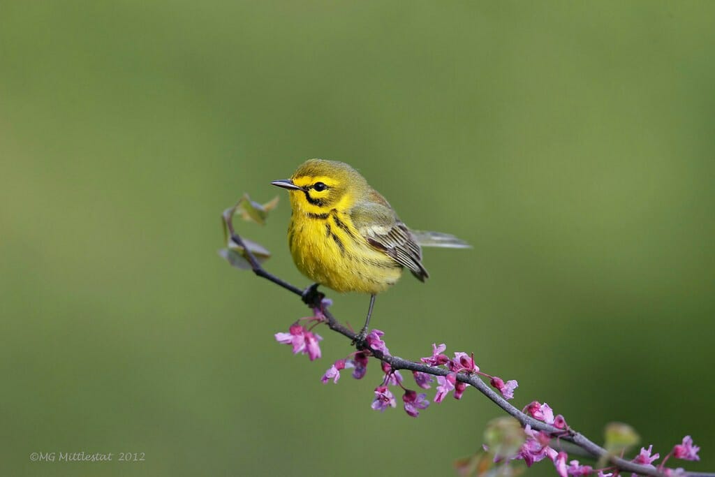 A bird on a flowered tree branch with a green background bokeh.