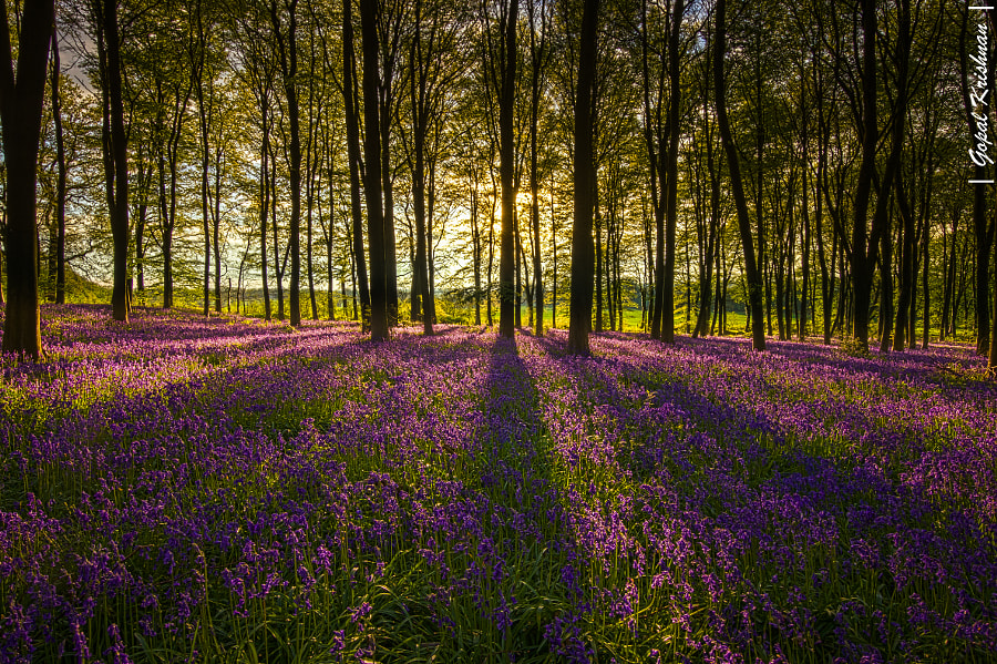 Lit up by Luminous Impressions on 500px.com