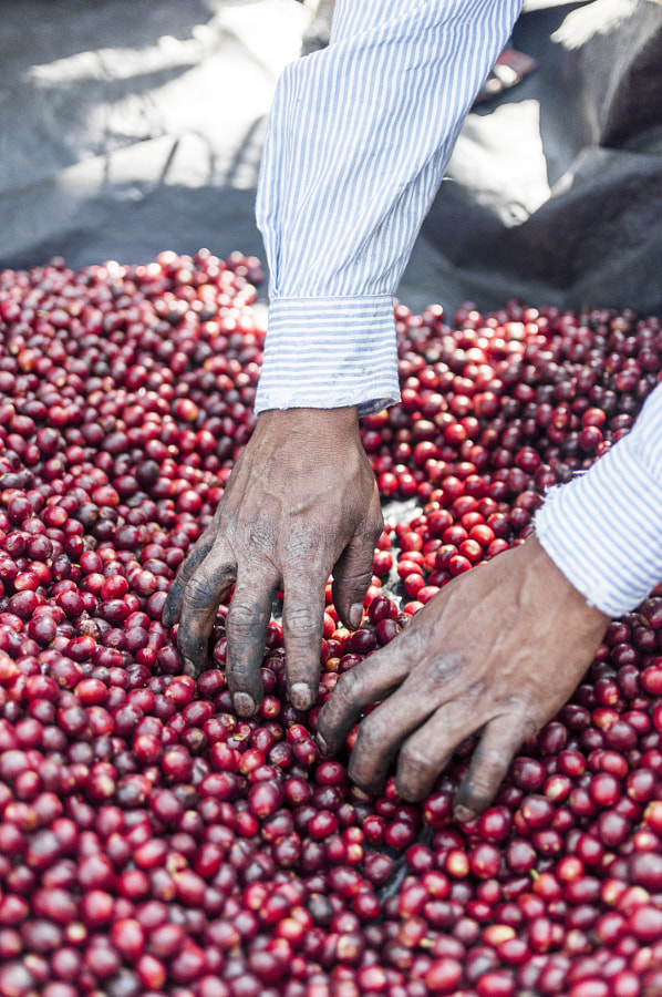 Hands Guatemala coffee workers. by Guatemala Photo Stock on 500px.com