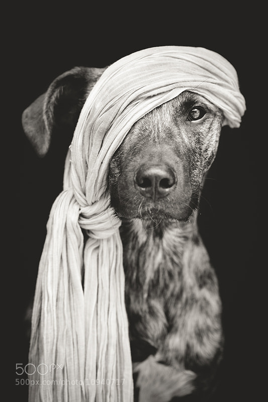 Photograph Pirate of the Baltic Sea by Elke Vogelsang on 500px