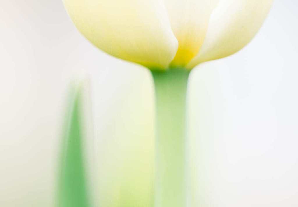 tulip simple background