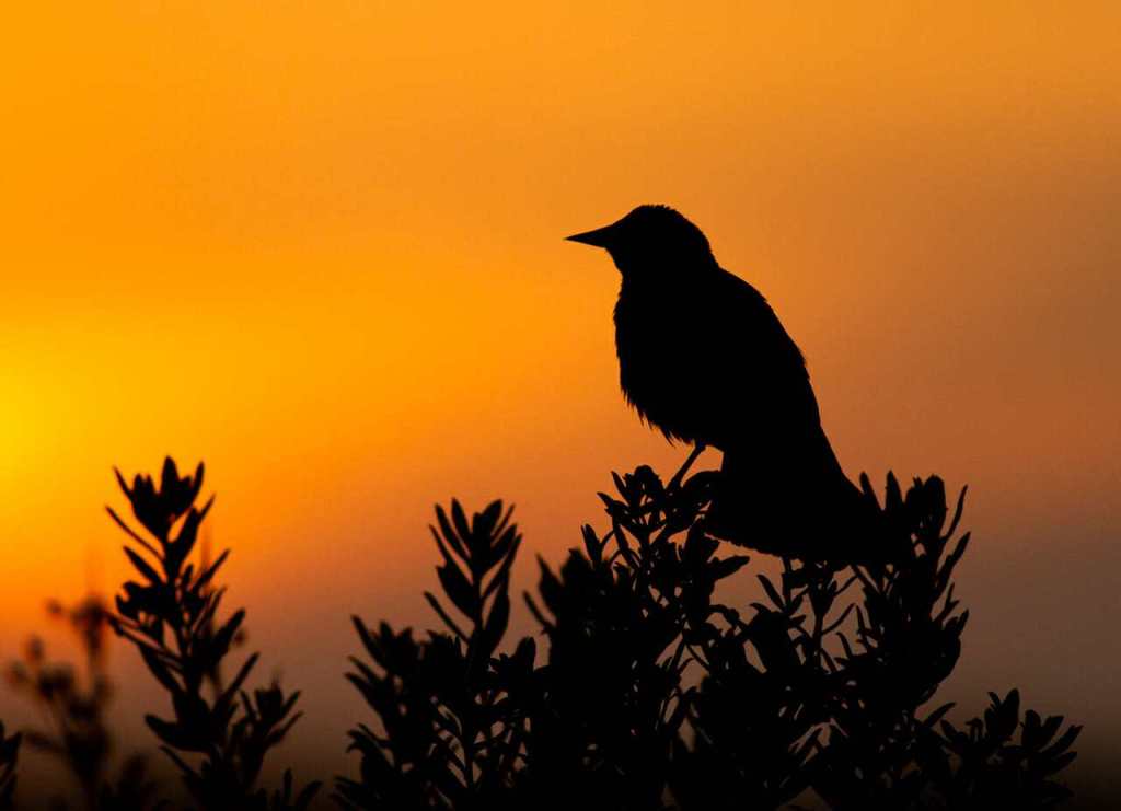 red-winged blackbird silhouette