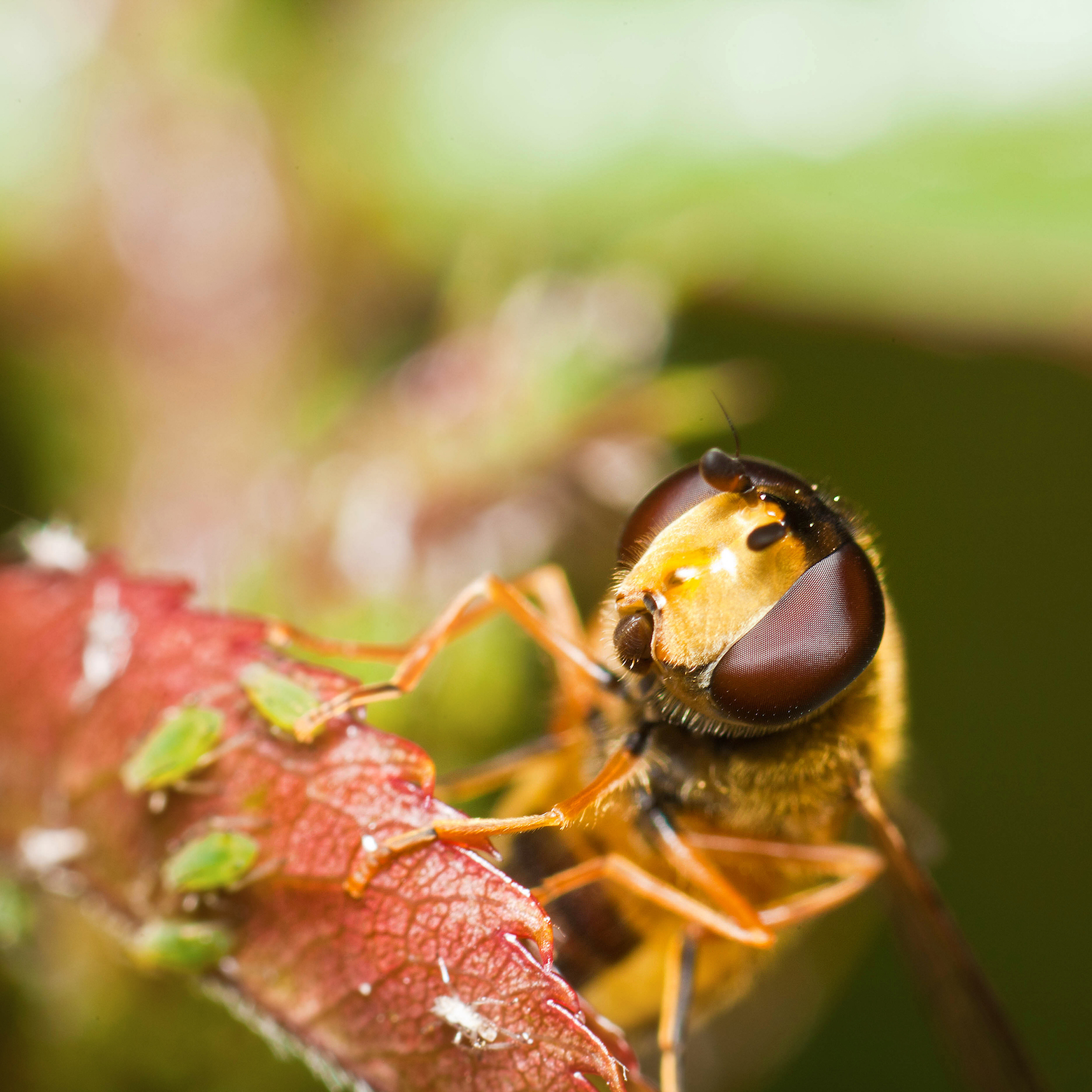 Hoverfly and mites