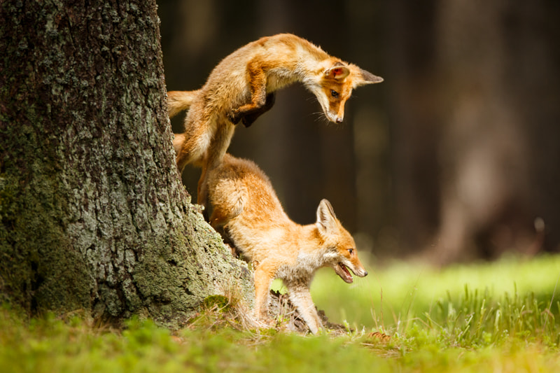 Attack From Above by Ales Gola on 500px.com