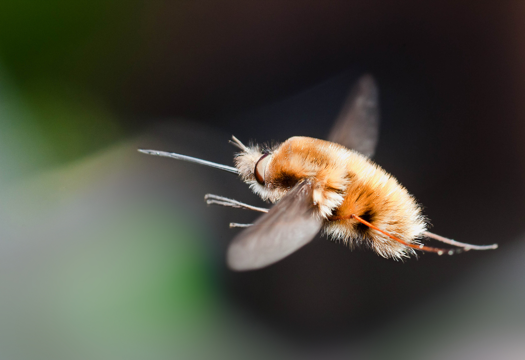 Bee-fly