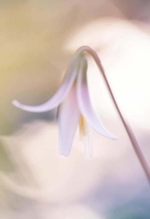 trout lily abstract