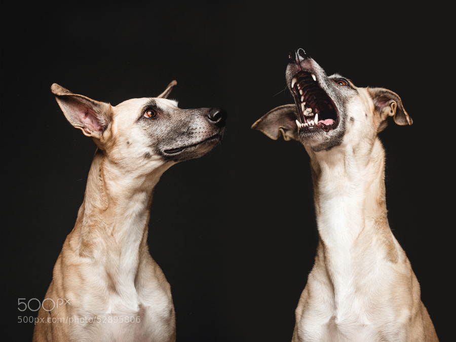 Photograph Twist and shout by Elke Vogelsang on 500px