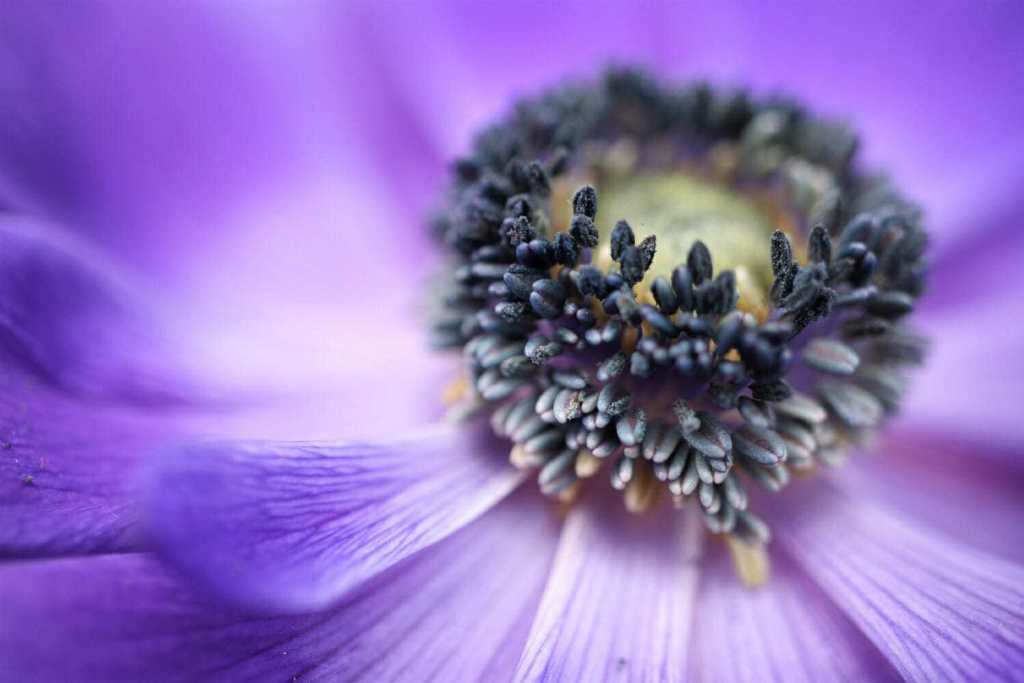 anemone center macro