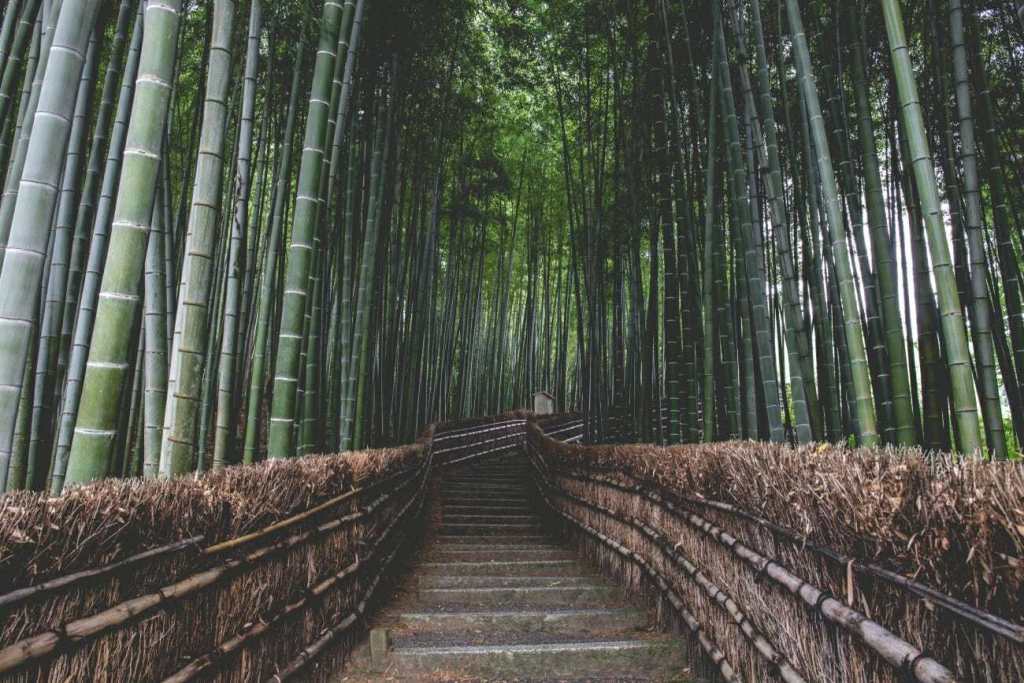 Bamboo groves captured with a path in between 