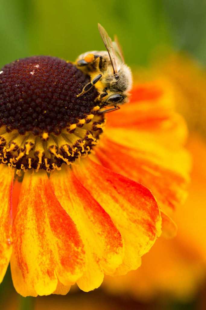 A macro shot of a bee in a flower. taken using a DSLR macro lens.