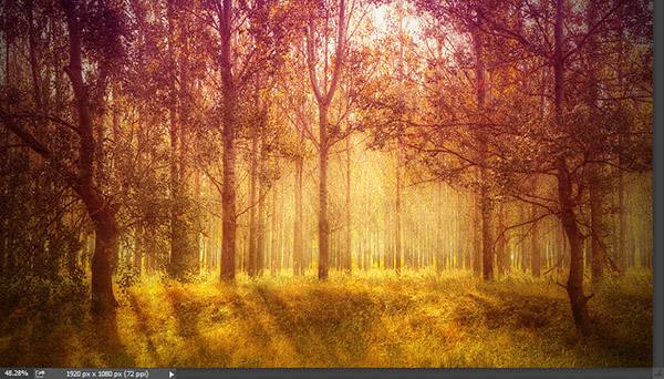 Add a warm atmosphere effect to a forest image 6