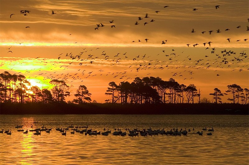 Wildlife Sunset