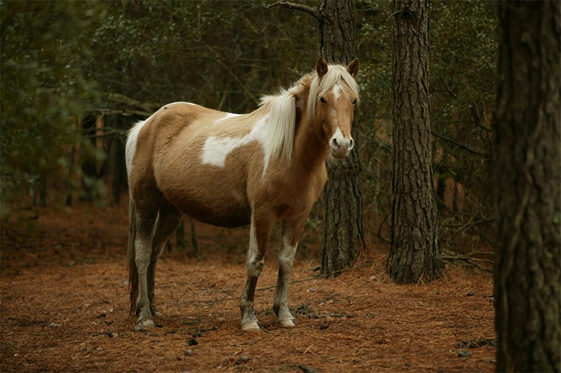 Chincoteague