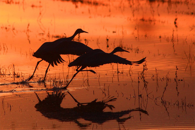 Bosque del Apache