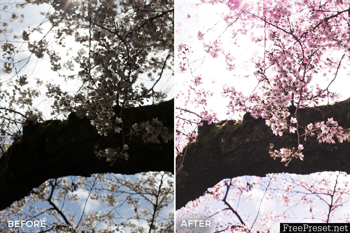 Alexander Zhuk Spring & Sakura Lightroom Presets