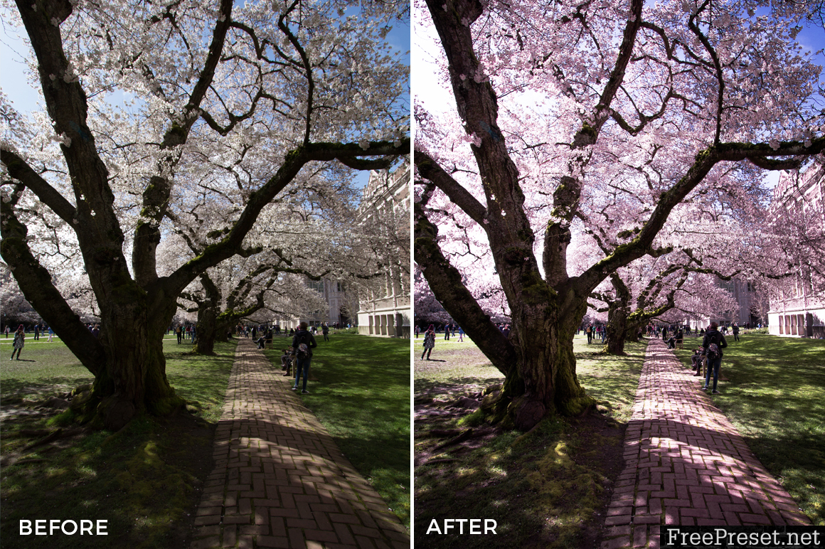 Alexander Zhuk Spring & Sakura Lightroom Presets