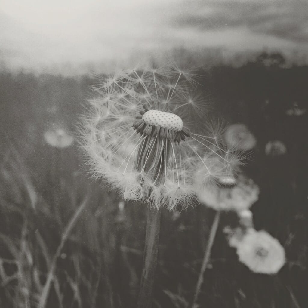 A photo of a close-up of a dandelion clock, taken on an iPhone