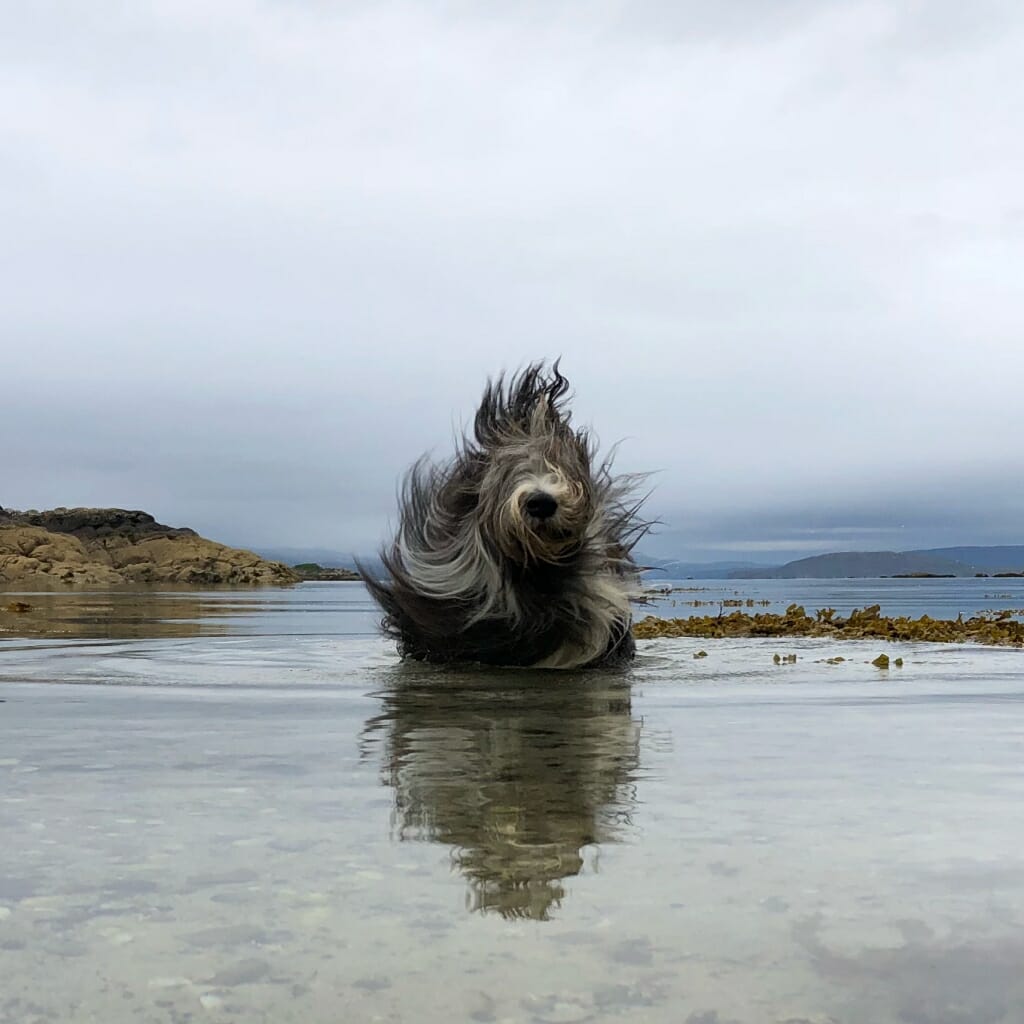 A mobile photography photo of a shaggy dog in a lake shaking off water