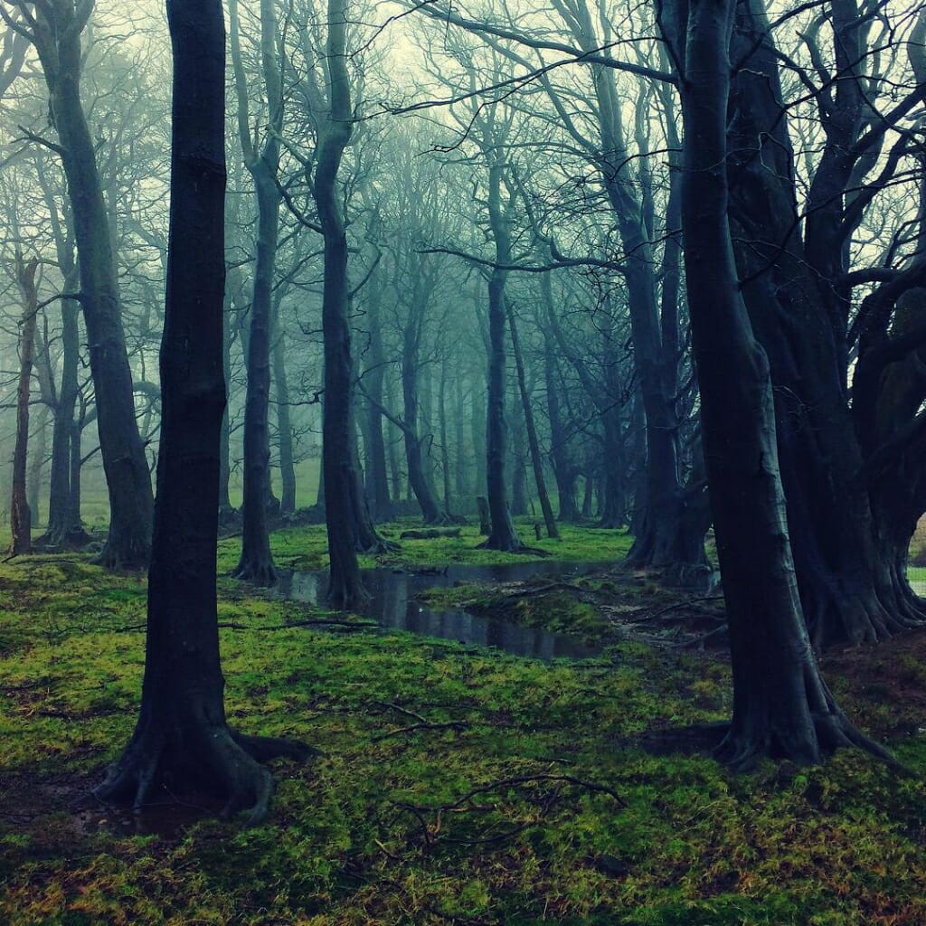 A mobile photography image of woodland, taken on in iPhone