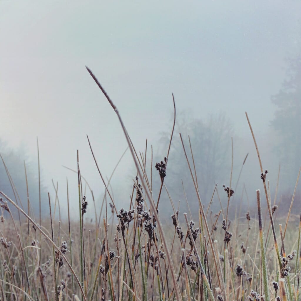 An iPhone photo of a long grass in a field on a misty morning