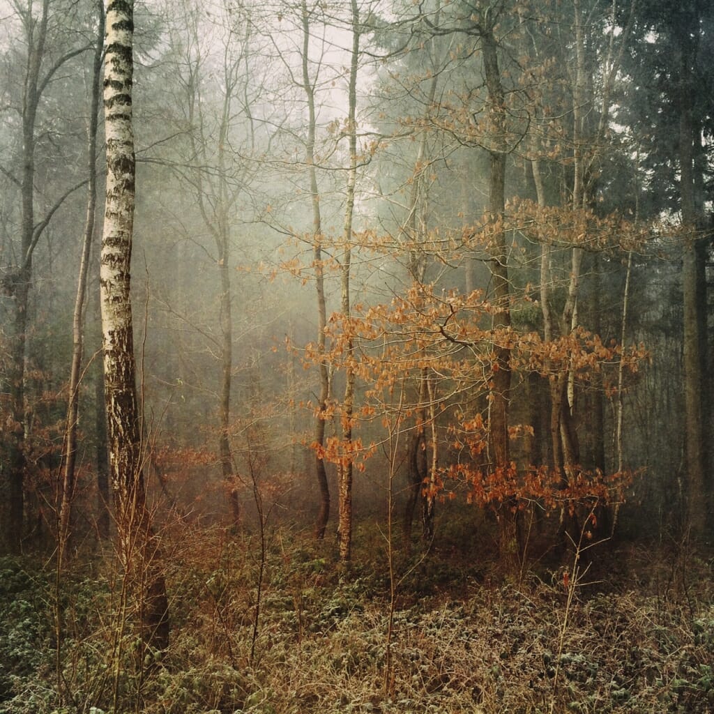 A mobile photography shot of autumn woodland