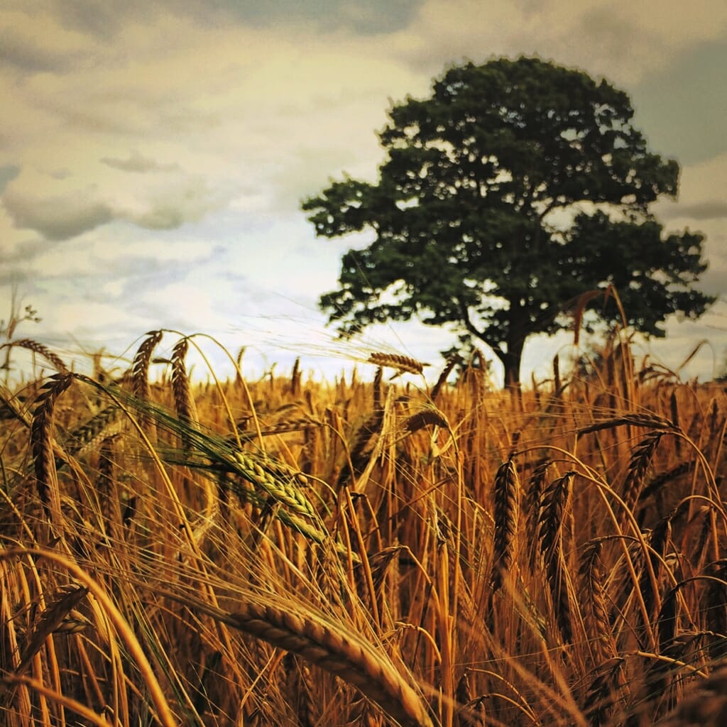 A mobile photography image focussing on a field of tall grass with a tree, taken on an iPhone