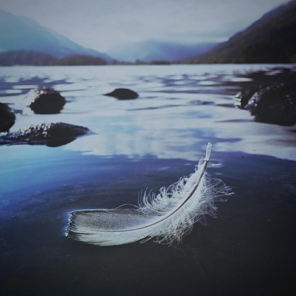 A close-up mobile photography image of a feather floating on a lake, taken on an iPhone