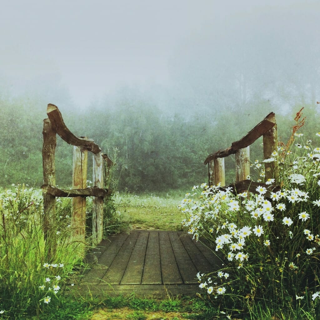 A mobile photography image of a woodland bridge, taken on an iPhone