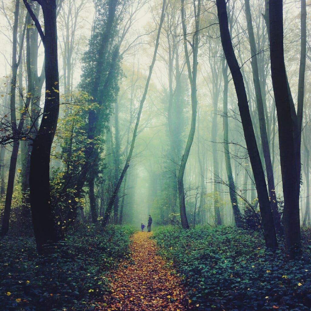 A mobile photograph of an autumnal woodland scene with a parent and child at the end of a leafy path