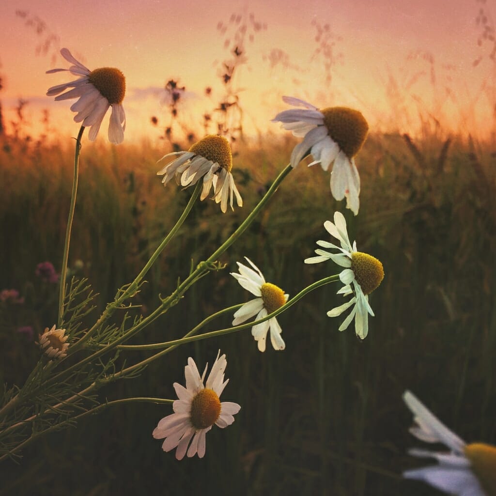 A golden hour sunset iPhone shot of wild daisies in a field