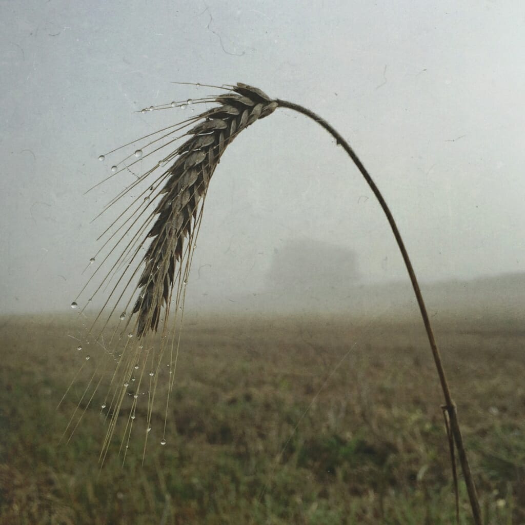 A close-up iPhone photo of a large blade of grass in a field during winter