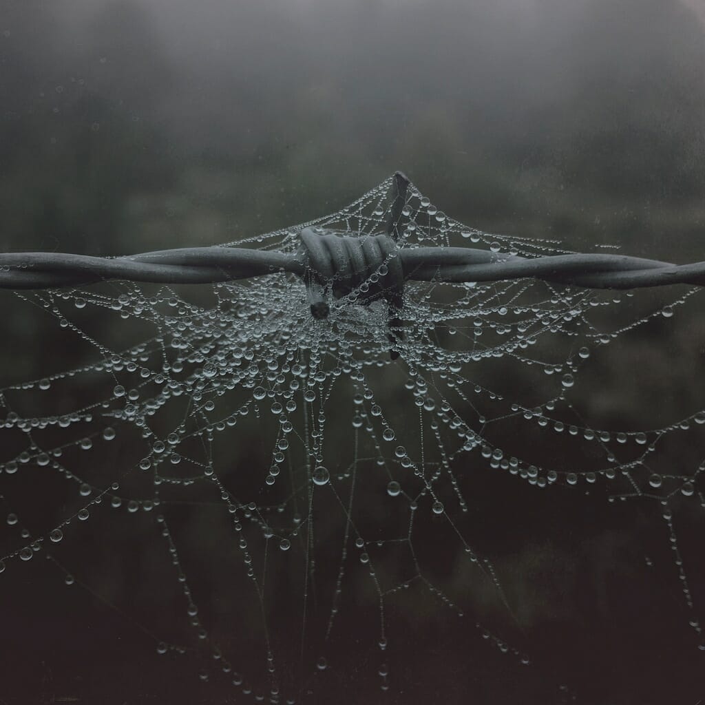 A photo of a spider's web on barbed wire covered in dew droplets