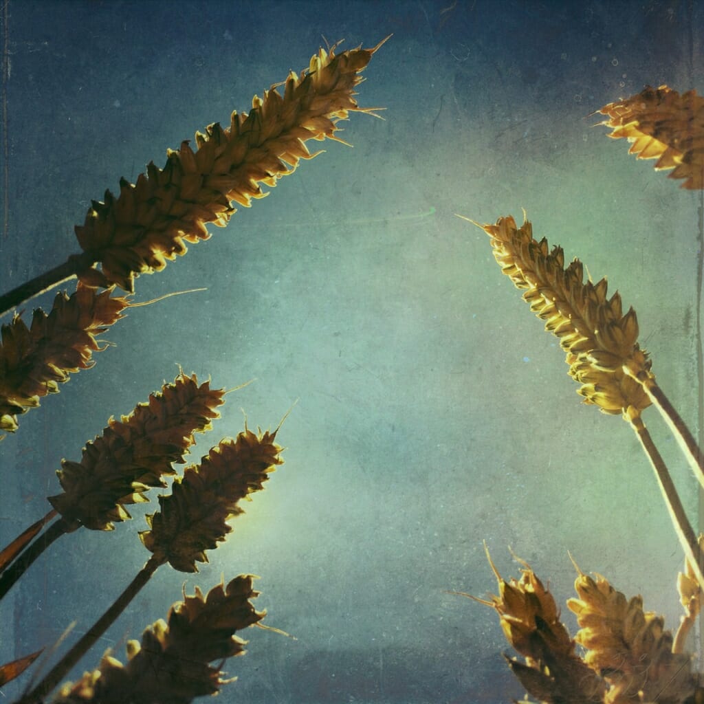 An iPhone image looking up at long grass, taken from below