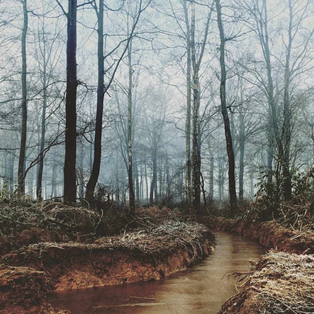 A winter forest scene taken on a mobile, using a third party camera app 