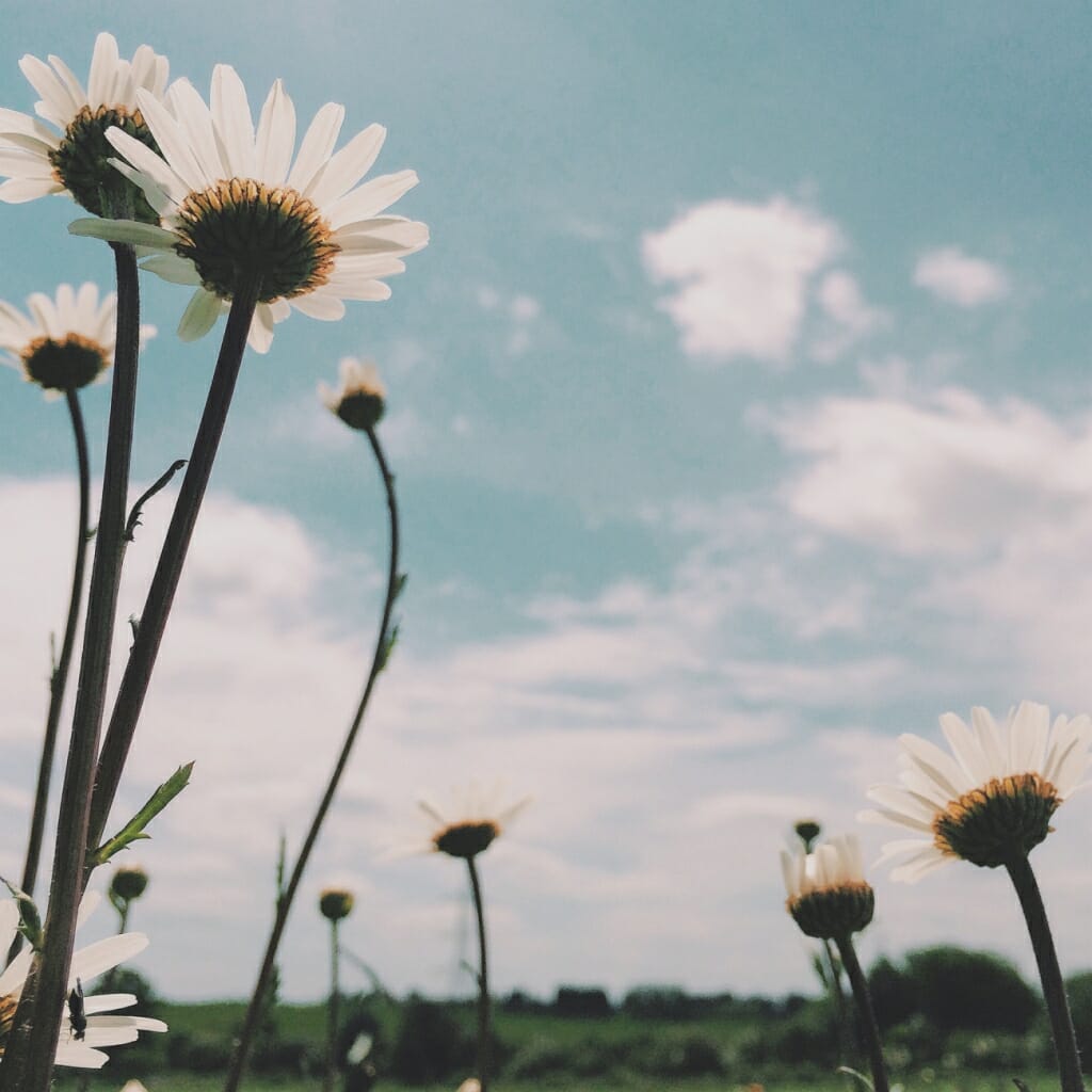 An iPhone shot looking up at daisies in a field